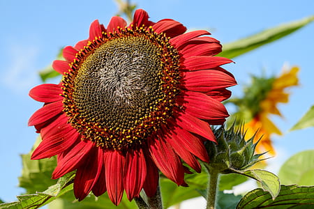 red Sunflower in close up photography thumbnail