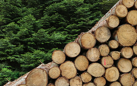 file of brown tree logs thumbnail