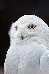 closeup photo of white owl thumbnail