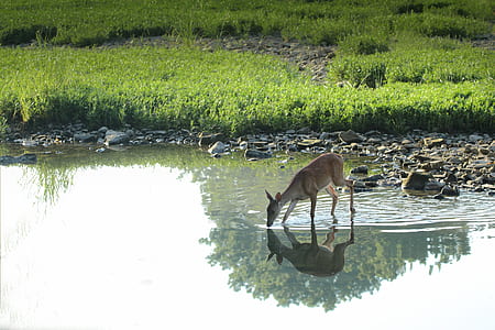 brown deer drinking on body of water thumbnail