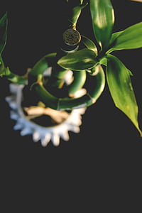 green lucky bamboo closeup photo thumbnail