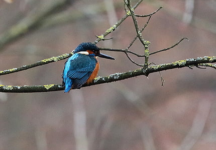 blue and brown feathered bird on black tree trunk thumbnail
