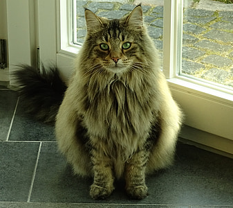 brown and black cat sitting near glass door thumbnail