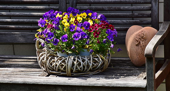 purple and yellopw pansy flowers in white wicker pot thumbnail