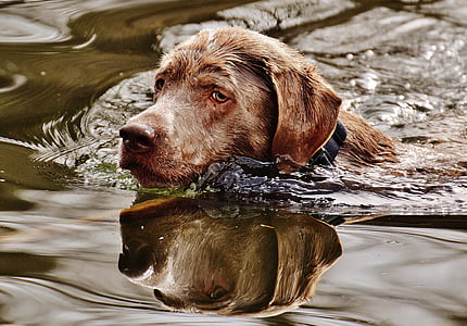 adult chocolate Labrador retriever on body of water thumbnail