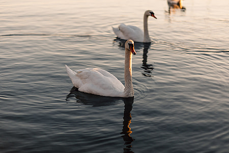 Swan Swimming River thumbnail