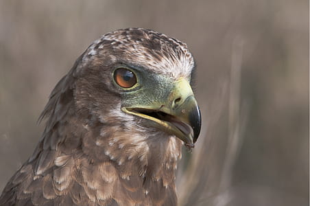 Closeup Photo of Falcon thumbnail