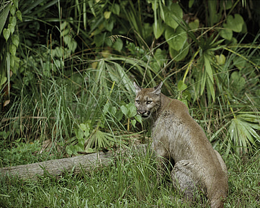 adult lynx near pllants thumbnail