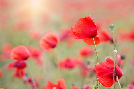 shallow focus photography of red flower thumbnail