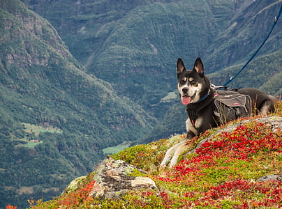 short-coated black and tan dog laying on cliff photo taken during daytime thumbnail