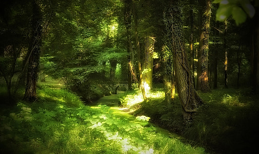green grass field forest thumbnail