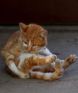 orange tabby cat on floor thumbnail