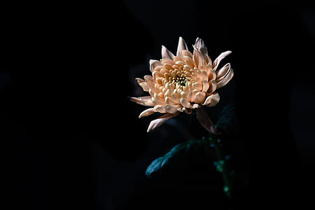 Peach Flower In Dark Photo thumbnail