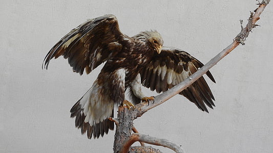bald eagle on tree branch photo thumbnail