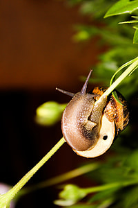 tilt-shift lens phtography of brown snail in plant thumbnail