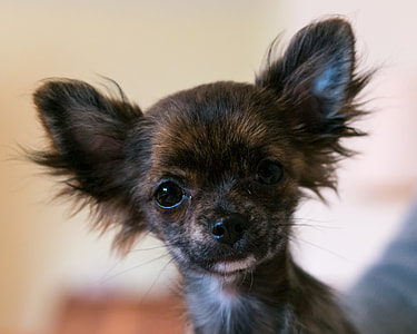 black and brown long-haired chihuahua thumbnail