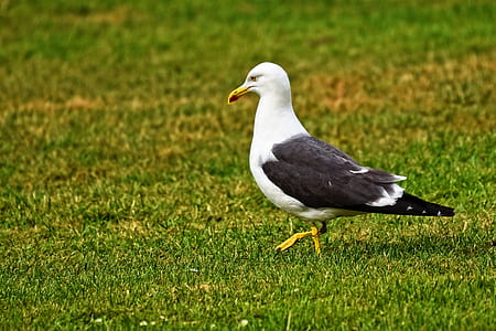 seagull walking on grass thumbnail