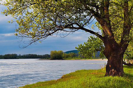 green trees near body of water thumbnail