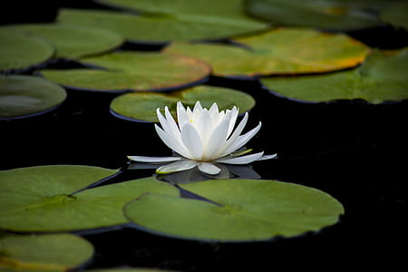 white lotus on body of water thumbnail
