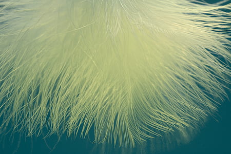 close-up photo of yellow fur thumbnail