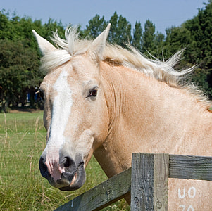 close-up photo of white and brown horse thumbnail