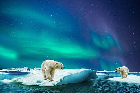 photo two polar bears on top of icebergs during night thumbnail