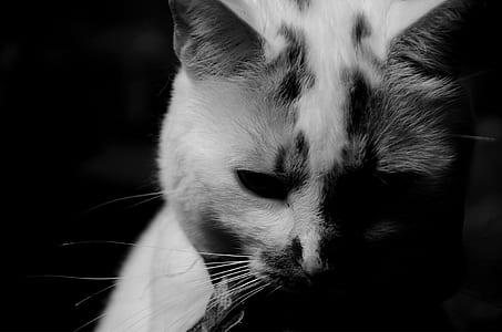 white cat thumbnail