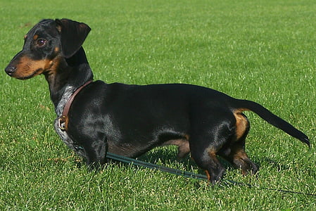 adult smooth black and tan dachshund with leash on grass thumbnail