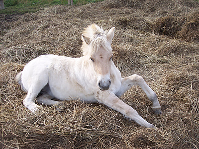 white horse lying on brown hay thumbnail