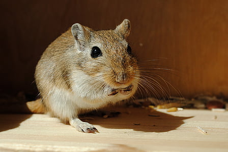brown and grey mouse on wood plank thumbnail