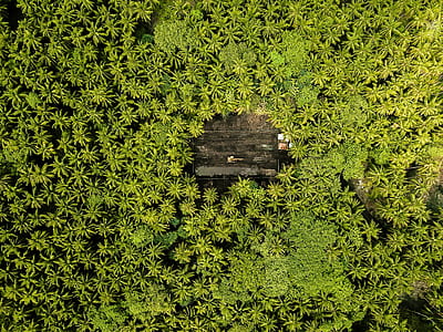 aerial view of a forest thumbnail