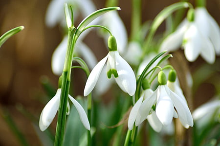 depth of field photography of white petaled flowers thumbnail