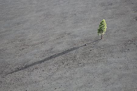 bird's-eye view of green leafed tree thumbnail