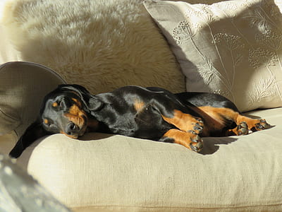 black and brown dachshund sleeping on couch thumbnail