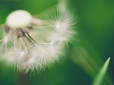 white Dandelion flower in closeup photo thumbnail