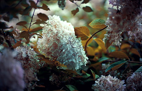 white cluster flowers thumbnail