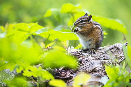 Squirrel on top of tree stem eating grass thumbnail