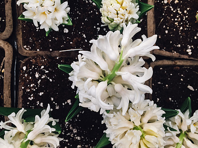 focus photography of white flowers thumbnail