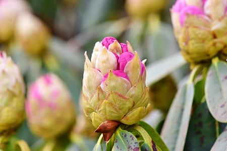 pink flower buds in selective focus photography thumbnail