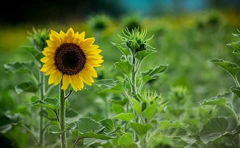 selective focus photography of sunflower thumbnail