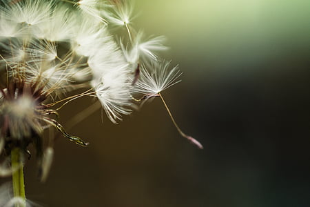 selective focus photography of dandelions thumbnail