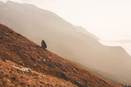 inclined cliff with trees at daytime thumbnail