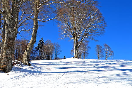 green trees on snow covered ground thumbnail