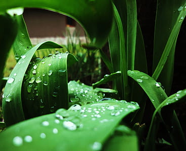 light, water, summer, garden thumbnail