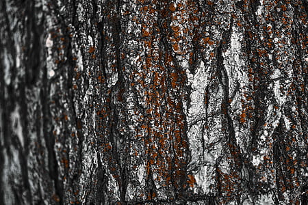 tree, bark, woodland, forest thumbnail