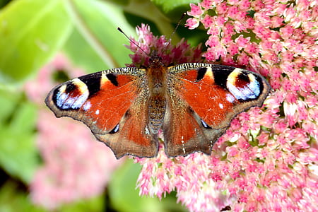 closeup photography of peacock butterfly on pink flower thumbnail