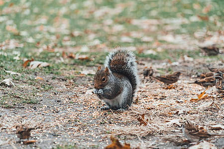 squirrel on grass field thumbnail