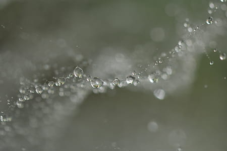 tilt shift lens photo of water dew thumbnail
