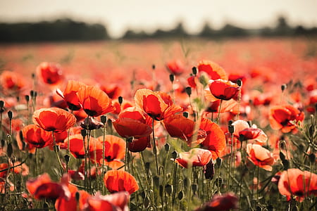 bed of red poppy flowers thumbnail