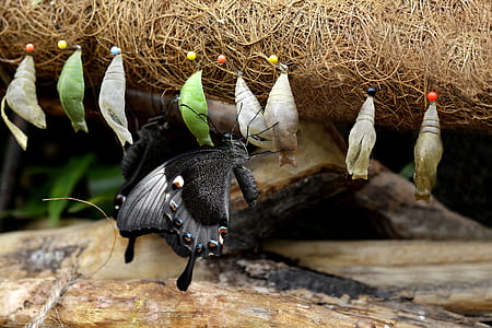 white and gray swallowtail butterfly with coccoons thumbnail